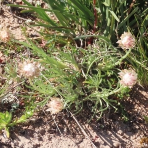 Leucochrysum albicans subsp. tricolor at Jerrabomberra, NSW - 16 Sep 2020