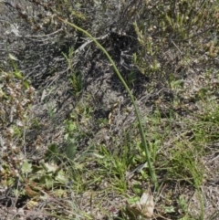 Microtis sp. (Onion Orchid) at Theodore, ACT - 15 Sep 2020 by Owen