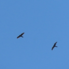 Accipiter fasciatus (Brown Goshawk) at Wandiyali-Environa Conservation Area - 16 Sep 2020 by roymcd