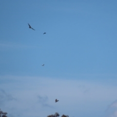 Aquila audax (Wedge-tailed Eagle) at Googong, NSW - 16 Sep 2020 by roymcd