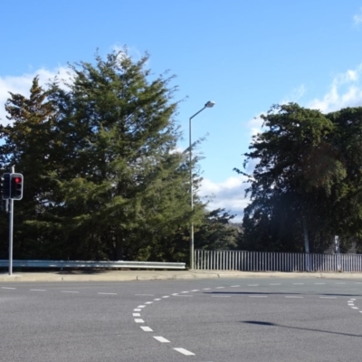 Hesperocyparis arizonica (Arizona Cypress) at Curtin, ACT - 17 Aug 2020 by FMG