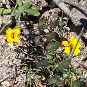 Goodenia hederacea subsp. hederacea at Bombay, NSW - 16 Sep 2020 11:59 AM