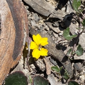 Goodenia hederacea subsp. hederacea at Bombay, NSW - 16 Sep 2020 11:59 AM