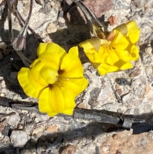 Goodenia hederacea subsp. hederacea at Bombay, NSW - 16 Sep 2020 11:59 AM