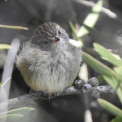 Acanthiza lineata (Striated Thornbill) at Exeter - 14 Sep 2020 by GlossyGal