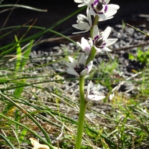 Wurmbea dioica subsp. dioica at Reid, ACT - 15 Sep 2020