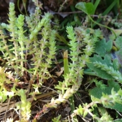 Crassula sieberiana (Austral Stonecrop) at Reid, ACT - 15 Sep 2020 by JanetRussell