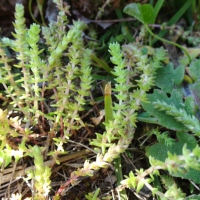 Crassula sieberiana (Austral Stonecrop) at Reid, ACT - 15 Sep 2020 by JanetRussell