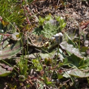 Herimosa albovenata at Theodore, ACT - 16 Sep 2020