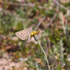 Herimosa albovenata at Theodore, ACT - 16 Sep 2020