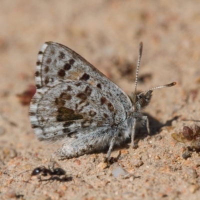 Lucia limbaria (Chequered Copper) at Theodore, ACT - 16 Sep 2020 by RAllen