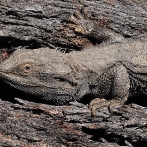 Pogona barbata at Hughes, ACT - suppressed