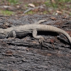 Pogona barbata at Hughes, ACT - suppressed