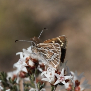 Herimosa albovenata at Theodore, ACT - suppressed