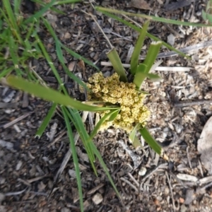 Lomandra bracteata at Hughes, ACT - 12 Sep 2020