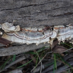 Trametes versicolor (Turkey Tail) at Hughes, ACT - 12 Sep 2020 by JackyF