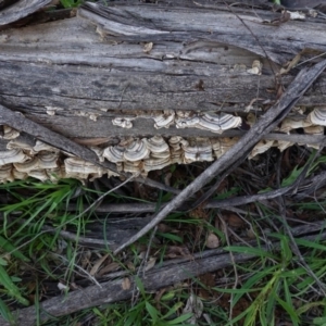 Trametes versicolor at Hughes, ACT - 12 Sep 2020 04:30 PM