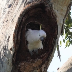 Cacatua galerita (Sulphur-crested Cockatoo) at Hughes, ACT - 8 Sep 2020 by JackyF