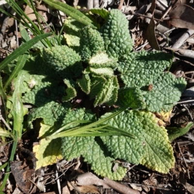 Verbascum virgatum (Green Mullein) at Hughes, ACT - 7 Sep 2020 by JackyF