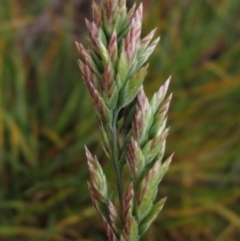 Poa bulbosa (Bulbous Meadow-grass) at Hall Cemetery - 14 Sep 2020 by pinnaCLE