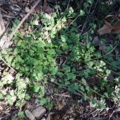 Veronica persica (Creeping Speedwell) at Hughes, ACT - 7 Sep 2020 by JackyF