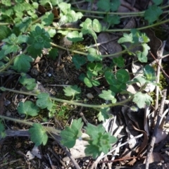 Veronica persica at Hughes, ACT - 7 Sep 2020 12:18 PM