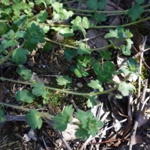 Veronica persica at Hughes, ACT - 7 Sep 2020 12:18 PM