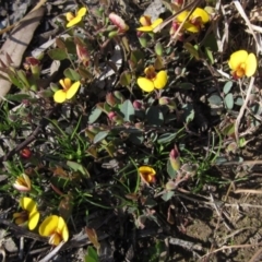 Bossiaea buxifolia (Matted Bossiaea) at Hall Cemetery - 14 Sep 2020 by pinnaCLE