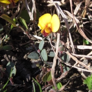 Bossiaea buxifolia at Hall, ACT - 14 Sep 2020 03:15 PM