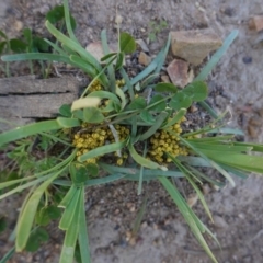 Lomandra bracteata (Small Matrush) at Deakin, ACT - 14 Sep 2020 by JackyF