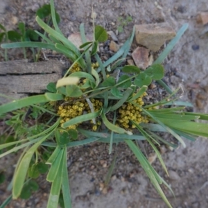 Lomandra bracteata at Deakin, ACT - 14 Sep 2020