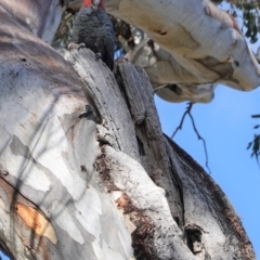 Callocephalon fimbriatum (Gang-gang Cockatoo) at GG156 - 6 Sep 2020 by JackyF