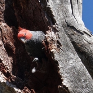 Callocephalon fimbriatum at Deakin, ACT - suppressed