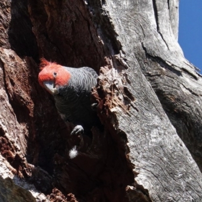 Callocephalon fimbriatum (Gang-gang Cockatoo) at Deakin, ACT - 6 Sep 2020 by JackyF