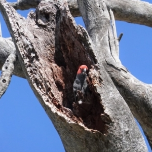 Callocephalon fimbriatum at Deakin, ACT - suppressed