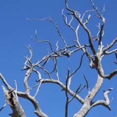 Callocephalon fimbriatum at Deakin, ACT - suppressed