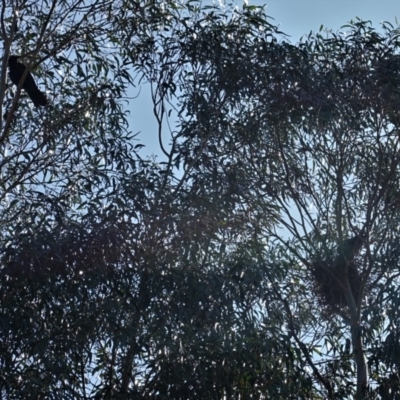 Corvus coronoides (Australian Raven) at Hughes, ACT - 7 Sep 2020 by JackyF