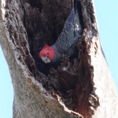 Callocephalon fimbriatum (Gang-gang Cockatoo) at Deakin, ACT - 10 Sep 2020 by JackyF