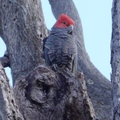 Callocephalon fimbriatum at Deakin, ACT - 10 Sep 2020