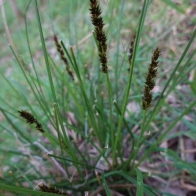 Carex sp. (A Sedge) at Deakin, ACT - 10 Sep 2020 by JackyF