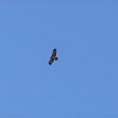 Hieraaetus morphnoides (Little Eagle) by JackyF
