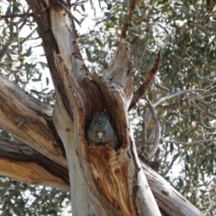 Callocephalon fimbriatum (Gang-gang Cockatoo) at Hughes, ACT - 5 Sep 2020 by JackyF