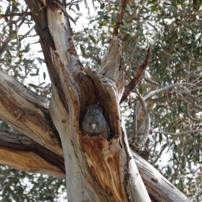 Callocephalon fimbriatum (Gang-gang Cockatoo) at Hughes, ACT - 5 Sep 2020 by JackyF