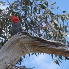 Callocephalon fimbriatum at Hughes, ACT - 5 Sep 2020