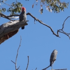 Callocephalon fimbriatum (Gang-gang Cockatoo) at Hughes, ACT - 5 Sep 2020 by JackyF