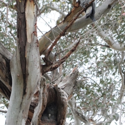 Callocephalon fimbriatum (Gang-gang Cockatoo) at Hughes, ACT - 13 Sep 2020 by JackyF