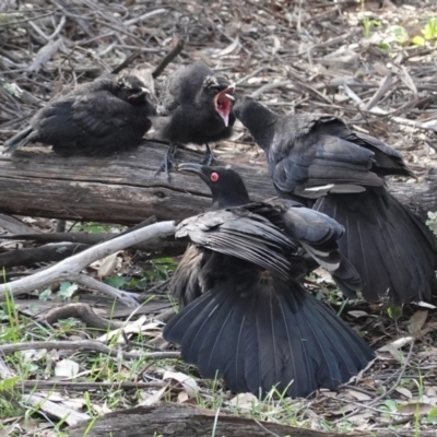 Corcorax melanorhamphos (White-winged Chough) at Hughes, ACT - 3 Sep 2020 by JackyF