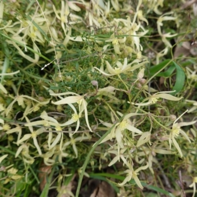 Clematis leptophylla (Small-leaf Clematis, Old Man's Beard) at Federal Golf Course - 3 Sep 2020 by JackyF