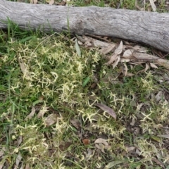 Clematis leptophylla at Hughes, ACT - 3 Sep 2020