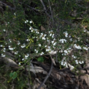 Cryptandra amara at Hughes, ACT - 3 Sep 2020